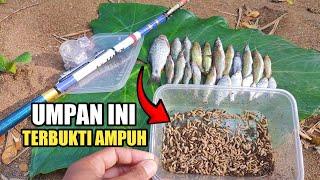 TERBUKTI AMPUH ‼️ Umpan Jitu Mancing Ikan Wader & Keting Pakai Maggot Bsf