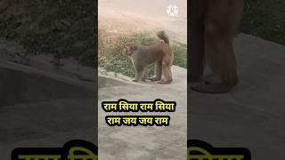 #ram #krishna #bhakti #hanuman #monkey #shorts #youtubeshorts #ytshorts #viral #trending #religion