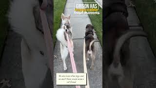 Adoptable Gibson (located at Berea ARF in Columbia Station , Ohio)