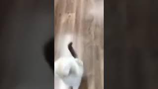 funny cats get over here