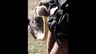 The pecking ostrich ( original video )