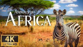 Animals of Africa 4K  Discovery Relaxation Film with Soothing Relaxing Piano Music