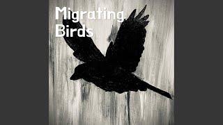 Migrating Birds