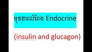 function of pancreas, Endocrine, គ្រប់គ្រងសារធាតុស្ករក្នុងខ្កួនយើង