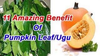 11 Amazing Benefit Of Pumpkin Leaf/Ugu
