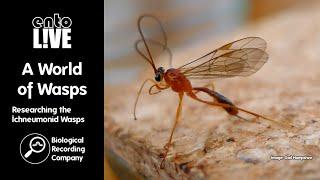 A World of Wasps: Researching the Ichneumonid Wasps