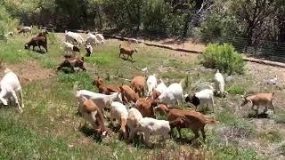 Goats CLEAR land, before/after