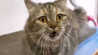 FEMALE CAT IN HEAT MEOWING (MATE CALLING)  - PRANK YOUR PETS