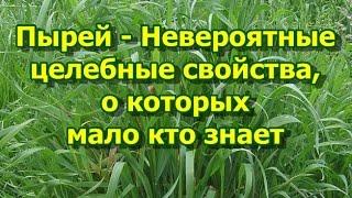 Пырей - Невероятные целебные свойства, о которых мало кто знает