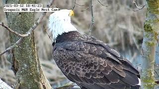 INWR - Original Bald Eagle Pair Back!?!