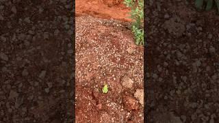개구리 점프 #shorts #short #frog #jump #nature