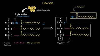 Lipolysis