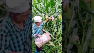 Modren Farming #shorts #agriculture #farming2024 #youngfarmers #EliteShortsUnleashed #2485