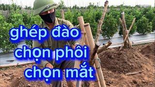 ghép đào tết cách ghép đào cũng như thời điểm ghép đẹp , cách chọn gốc đào phôi và mầm ghép đẹp