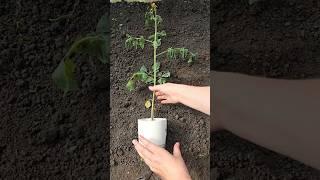 Как высадить переросшую рассаду томатов