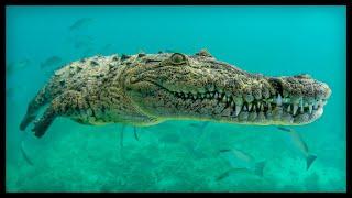  THE SALTWATER CROCODILE - Surprising Characteristics and FactsThe most powerful animal bite