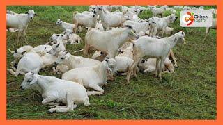 | Kenya's Gold | Galla Goat Farming - Gold Feature (Part 1)