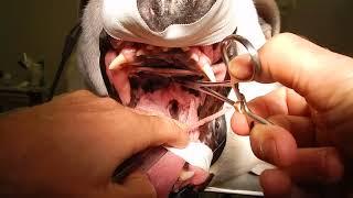 Dr. Kraemer Vet4Bulldog - bulldog soft palate dynamic obstruction