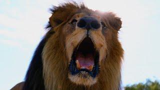 Emotional Last Walk with FIGHTER LION | The Lion Whisperer