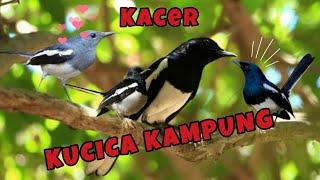 Kucica Kampung atau Kacer, Burung bersuara merdu