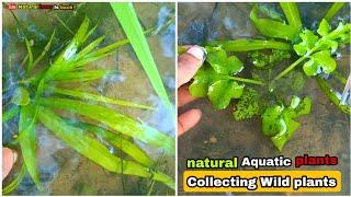 Native Aquatic Plants for Planted Aquarium //Collecting Wild Aquarium Plants