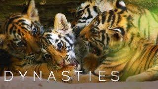 Cute Tiger Cubs Playing | Dynasties | BBC Earth