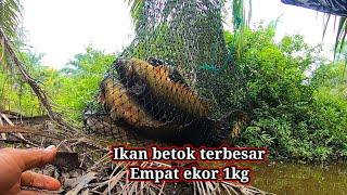 Gila...! Orang ini temukan spot mancing ikan betok yg puluhan tahun tak terjamah pemancing liar