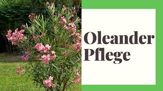 Oleander Pflege: Standort, Düngen, Vermehren etc.