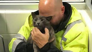 A trucker lost his favourite cat during a journey he thought was forever