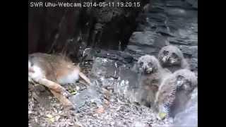 SWR Uhu Eifel 2014-05-11 Lotte und der Hasenbraten