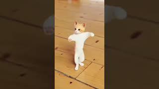 Кот танцует под узбекский песни
