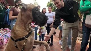 Cash 2.0 Great Dane on Olvera Street in downtown Los Angeles 10