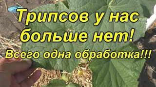 Трипсы посыпались с огурцов от одной обработки! [биологическая]