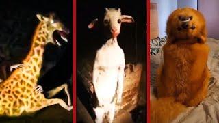 RECOPILACIÓN: Animales Actuando COMO HUMANOS & EXTRAÑOS