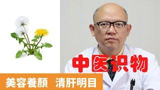 蒲公英的作用及功能【保健養生】生生不息