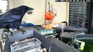 Crow3 20210225 081735 1614269855 peacable pair, coming and going fix