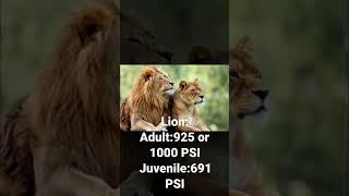 Top 5 Real bite force of big cats