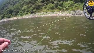 topfly Korea flyfishing(Squaliobarbus curriculus) July, 2019 Korea