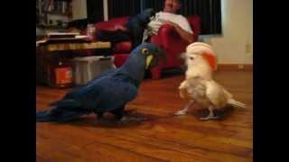 Cockatoo vs. Hyacinth Macaw