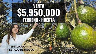 TERRENO EN VENTA | HUERTA AGUACATE | TEPETLIXPA, ESTADO DE MÉXICO