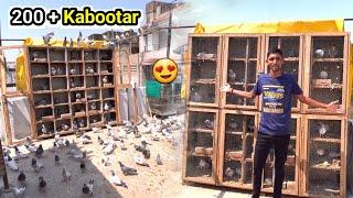 200 + Kabootar ️ Kaa Shok  !!  Pakistani Golden And More Than - Old Breed Pigeon