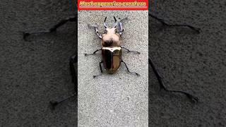 This is a rare creature.#factshorts #@TechSmartt