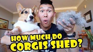 CORGIS Shed How Much Per Day? || Extra After College