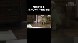 이름 불렀더니 새끼강아지가 보인 반응 #dog #goldenretriever #골든리트리버