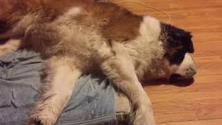 Dempsey Sleeping and Dreaming