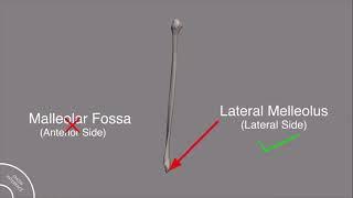 Anatomy of Fibula | MSC lectures | Anatomy of lower limb