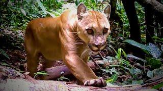 Trail Cam Videos: 1000 Hours in the Jungle: Rain Forest Animals Puma