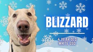 Allentown Dog Trainers ||| OLK9 Lehigh Valley ||| 4 Year Old White German Shepherd, Blizzard