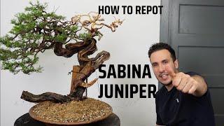 How to repot Sabina Juniper Bonsai