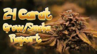 24 Carat Grow and Smoke Report #MephistoGenetics #Mephhead